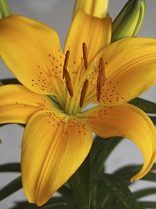 Cicek 3 225x300pxl
