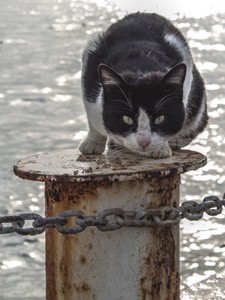 Kedi 225x300pxl