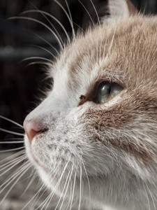 Kedi Goz 225x300pxl