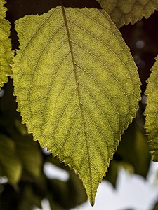 Yesil Yaprak 225x300pxl